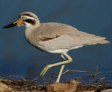 Great Stone-curlew