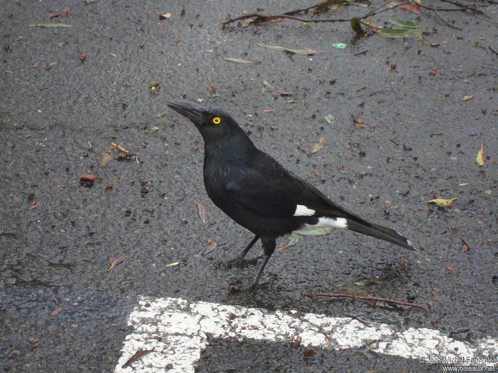 Pied Currawong