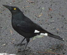 Pied Currawong