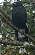 Pied Currawong