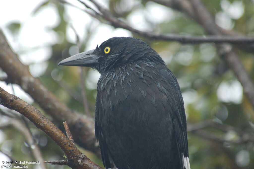 Pied Currawong