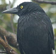 Pied Currawong