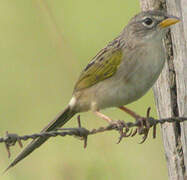 Wedge-tailed Grass Finch