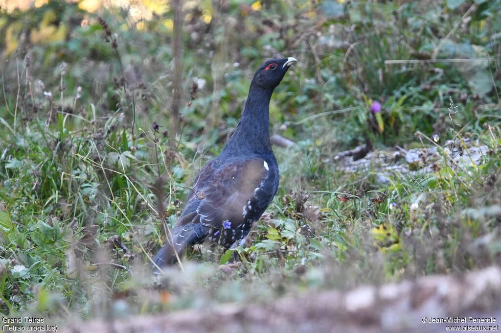 Grand Tétras