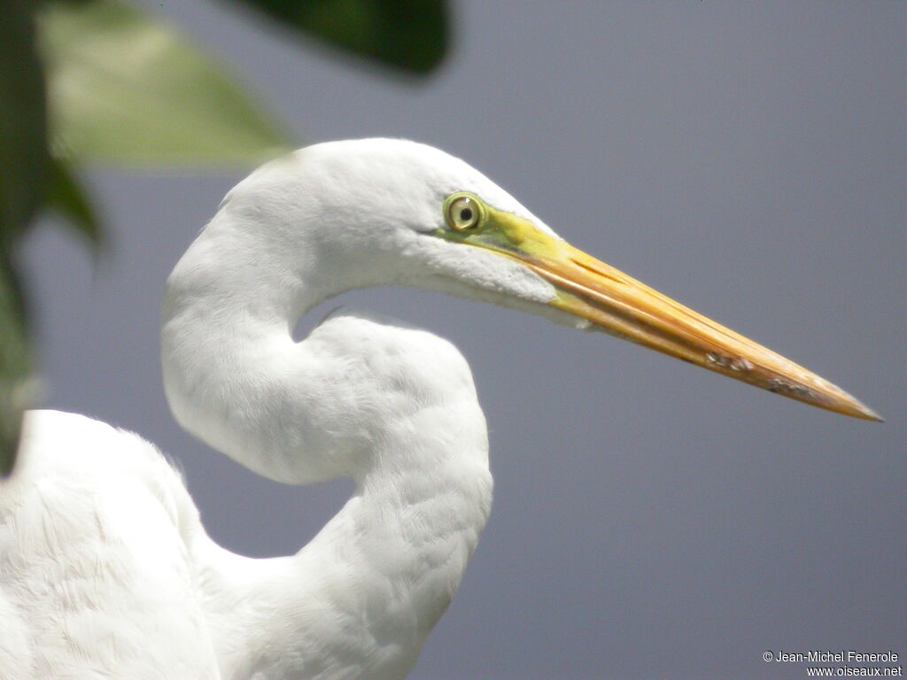 Grande Aigrette