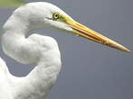 Grande Aigrette