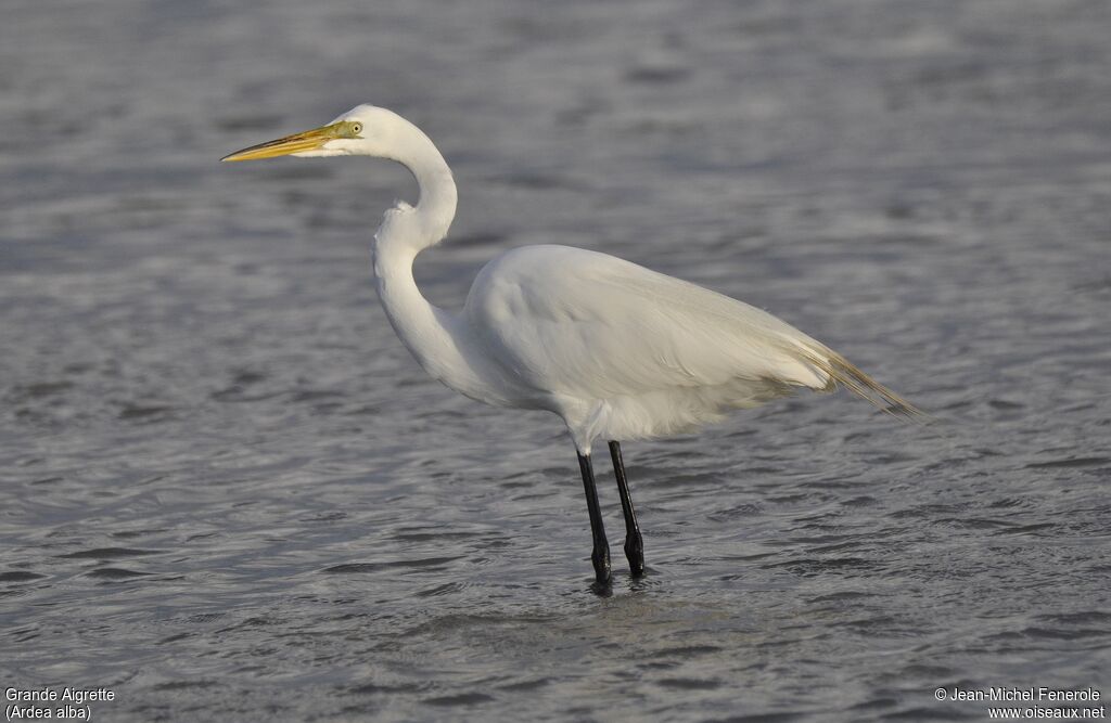 Great Egret