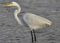 Grande Aigrette