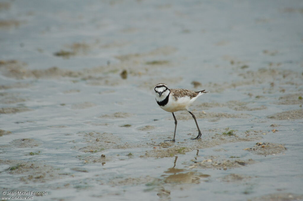 Madagascar Ploveradult