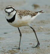 Madagascan Plover