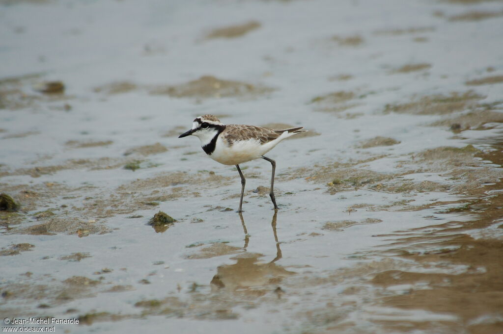 Madagascar Ploveradult