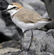 Kentish Plover