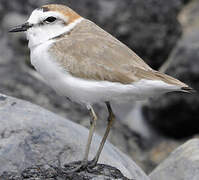 Kentish Plover