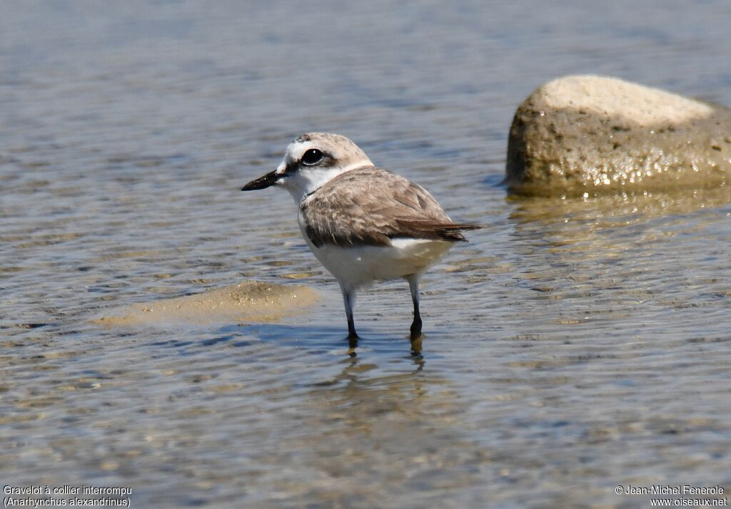 Kentish Plover