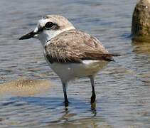 Kentish Plover