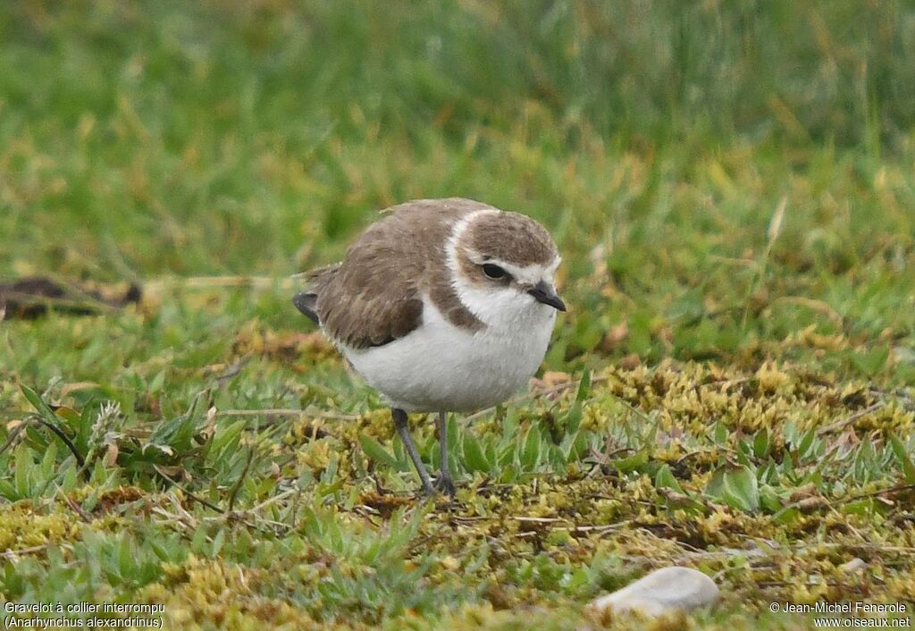 Kentish Plover female