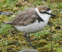 Kentish Plover