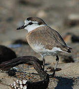 White-fronted Plover