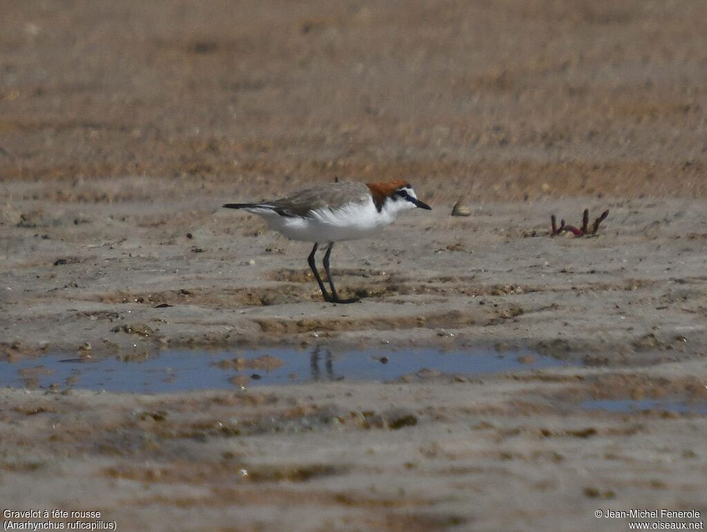 Red-capped Plover