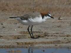 Red-capped Plover