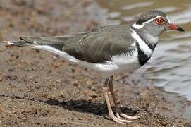 Three-banded Plover