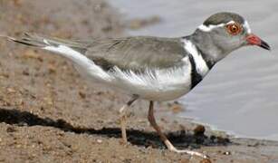 Three-banded Plover