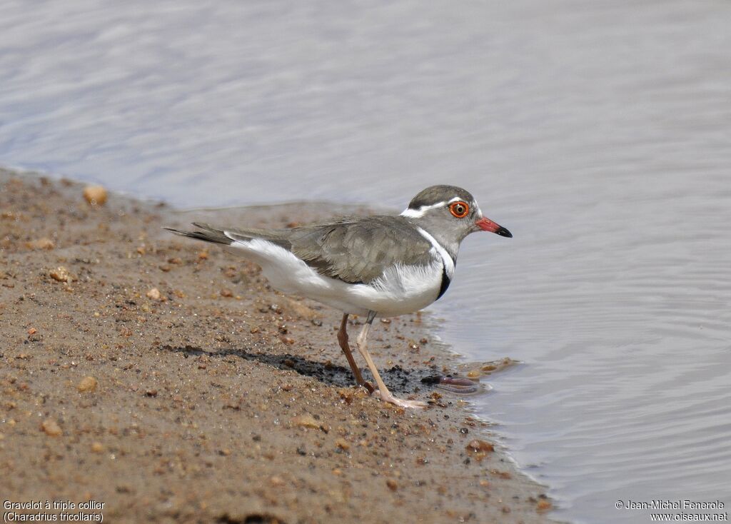 Three-banded Plover