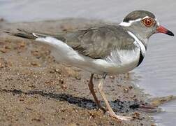 Three-banded Plover