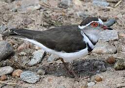 Three-banded Plover