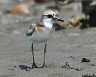 Gravelot de Leschenault