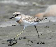 Gravelot de Leschenault