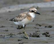 Gravelot de Leschenault