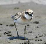 Gravelot de Leschenault