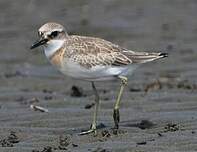 Gravelot de Leschenault