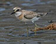 Gravelot de Leschenault