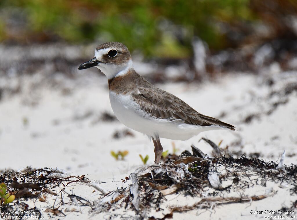 Wilson's Plover