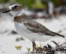 Wilson's Plover