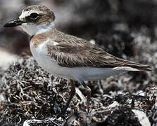 Wilson's Plover