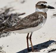 Wilson's Plover