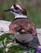 Killdeer