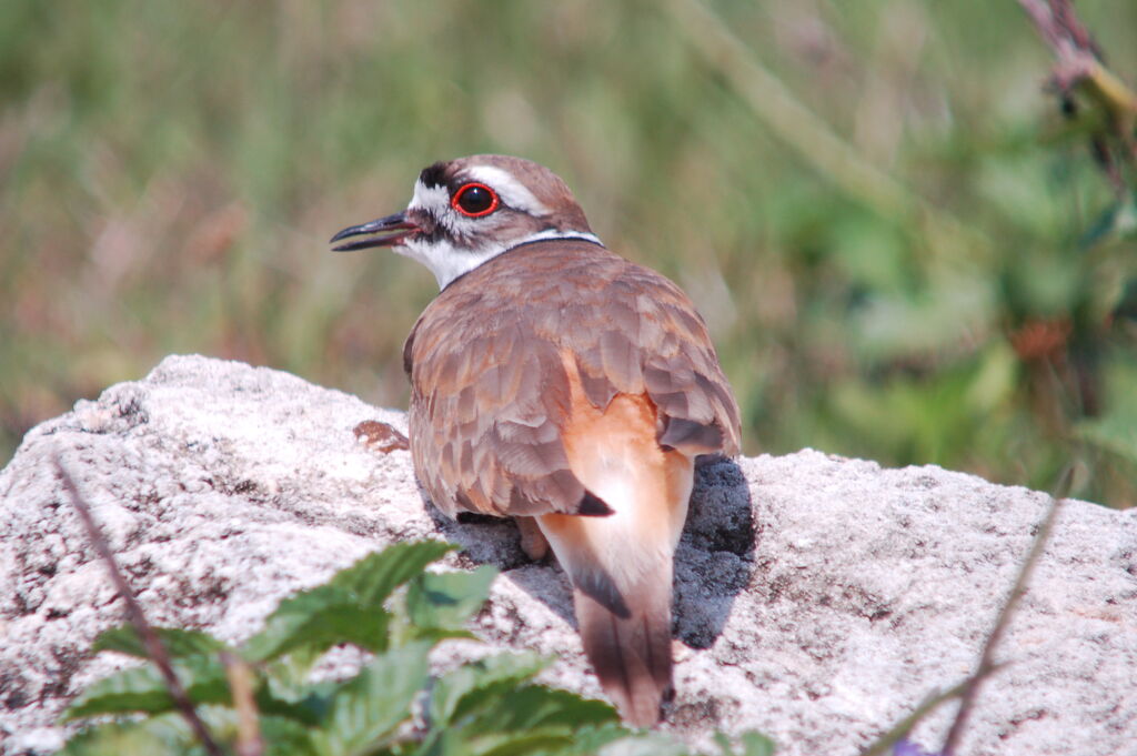 Killdeer