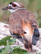 Killdeer