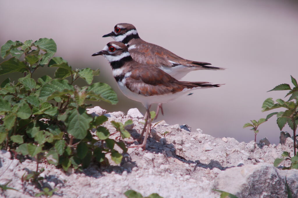 Killdeer