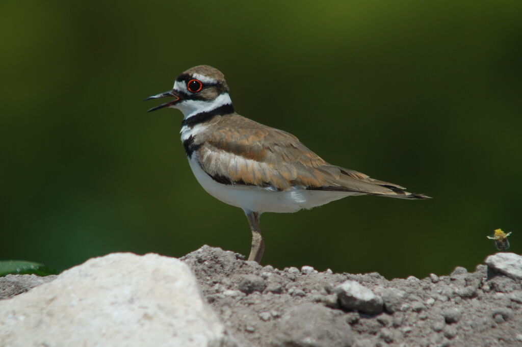 Killdeer