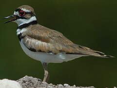 Killdeer