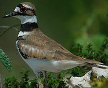 Killdeer