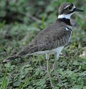 Killdeer