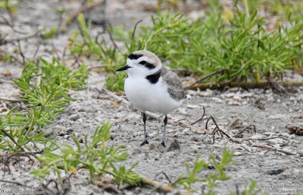 Snowy Plover