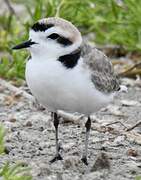 Snowy Plover