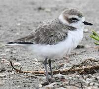 Snowy Plover